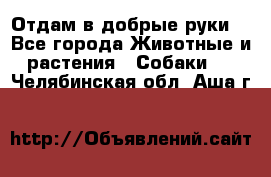 Отдам в добрые руки  - Все города Животные и растения » Собаки   . Челябинская обл.,Аша г.